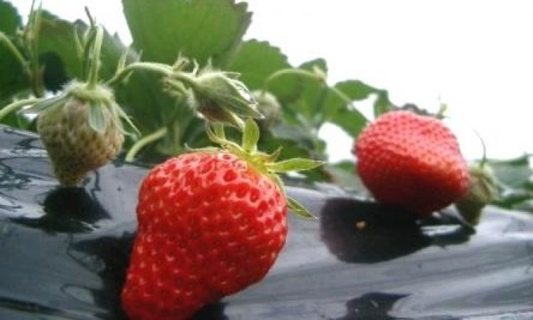 21年度いちご狩り開催中止のお知らせ