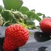 21年度いちご狩り開催中止のお知らせ