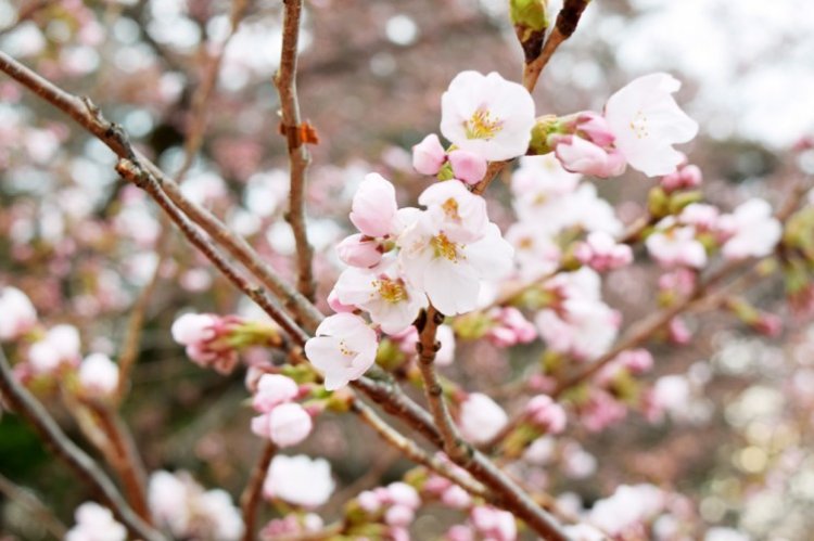 とうとう、弘前さくらまつりが開催!!