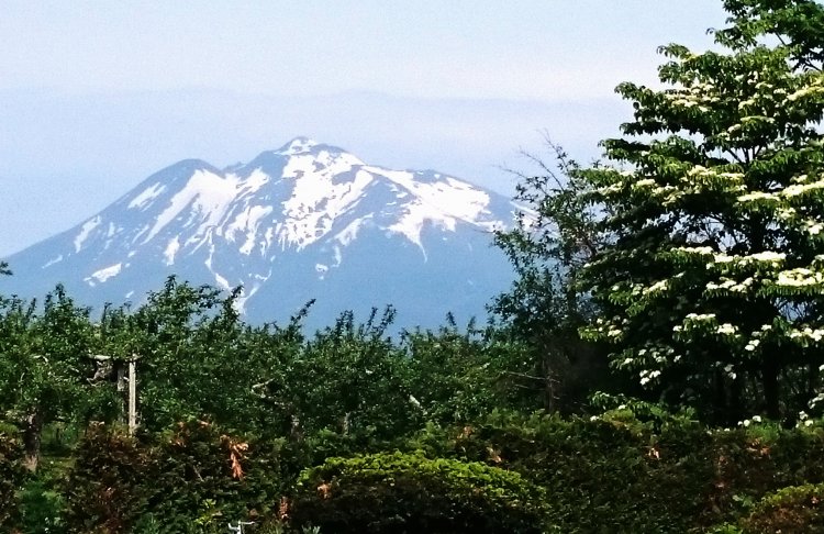 青森県のりんごの花は……。