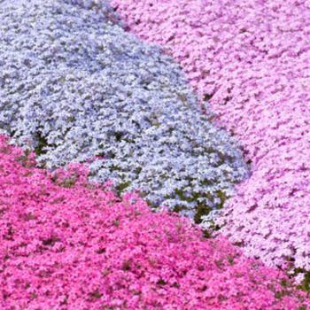 「腸内フローラ」について