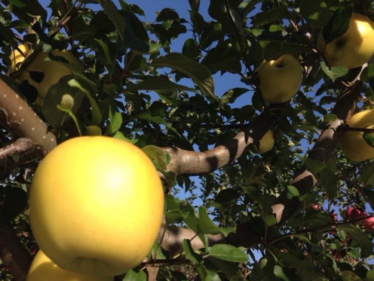 森のかがやきを収穫いたしました＼(^o^)／