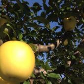 森のかがやきを収穫いたしました＼(^o^)／