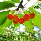 さくらんぼ狩り -秋庭農園-HARVEST MARKET参加しました！