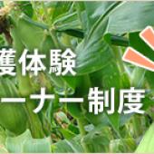 【2018 年 嶽きみ】 あねっこにて 注文開始しております! 【2018 年 嶽きみ】 あねっこにて 注文開始しております!
