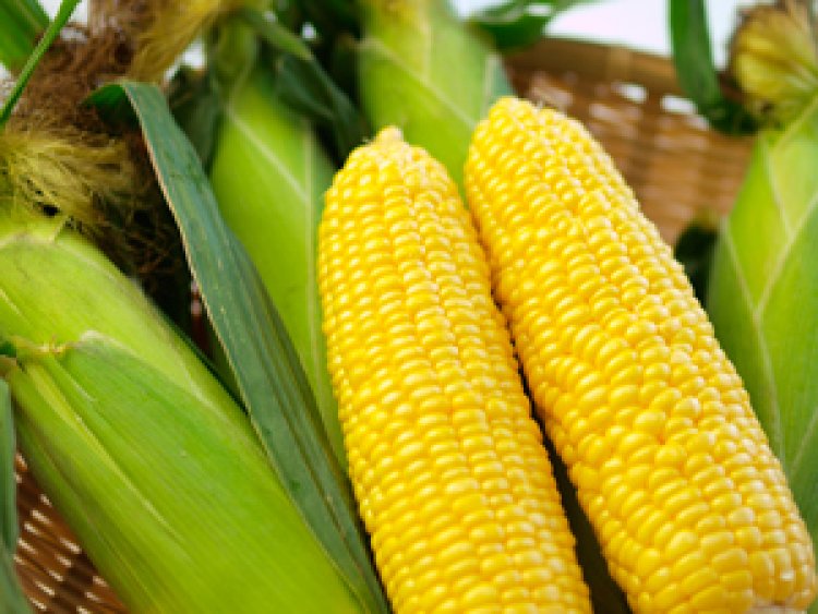 【募集受付７月末まで！】 おまかせ！嶽きみオーナー制度