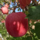 サンふじ玉回し終了！！