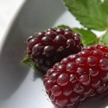 ボイズンベリー