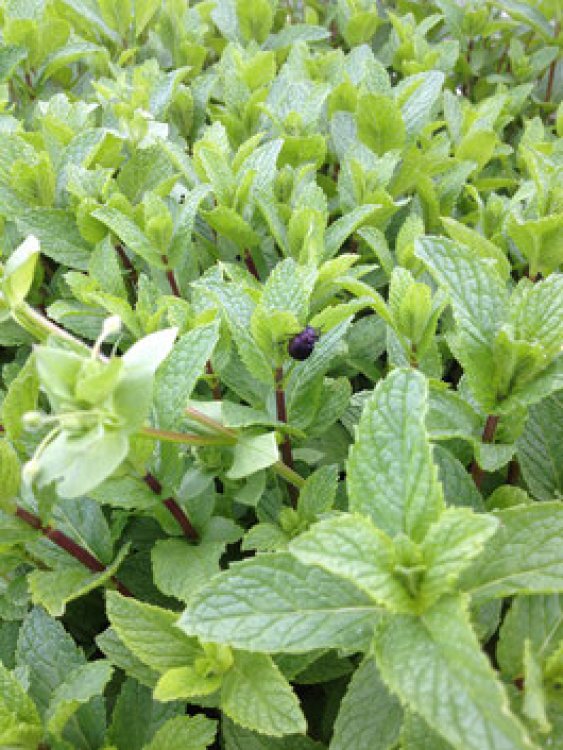 農薬不使用で多種のハーブを栽培する-CONSE Farm-HARVEST MARKET参加しました！