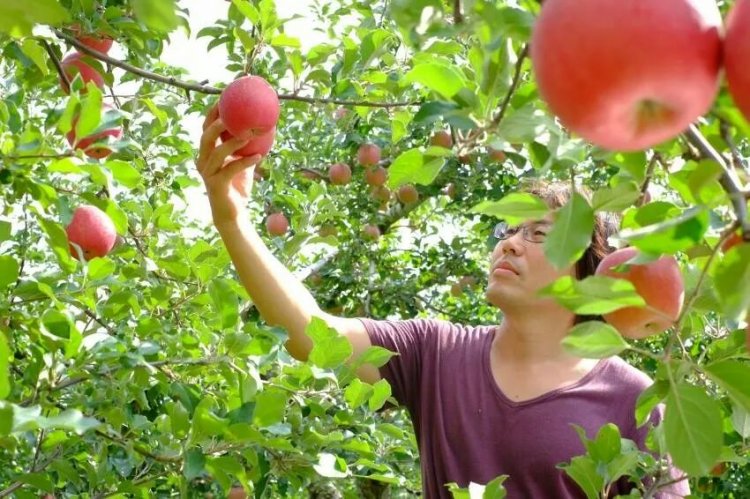 想いがつまったりんご！ダイアモンドアップルHARVEST MARKET参加しました！