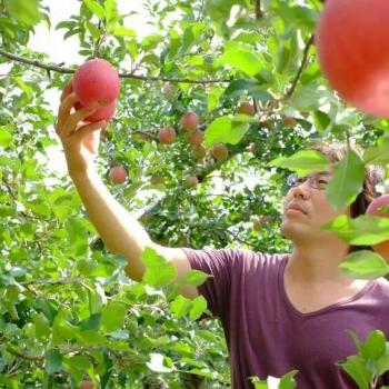 ダイアモンドアップルのこだわり