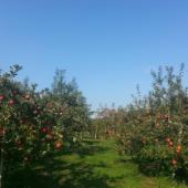 ダイヤモンドアップル