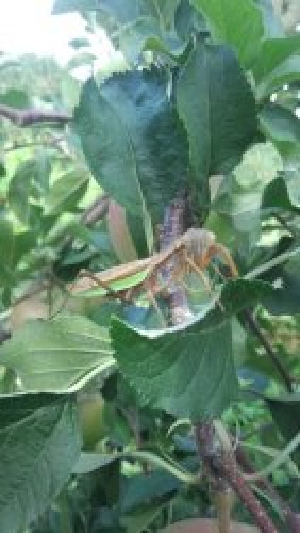 草刈り中(カマキリ発見)