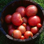 浅利げんぢゃん農園