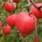 りんご協会青年部　五所川原班