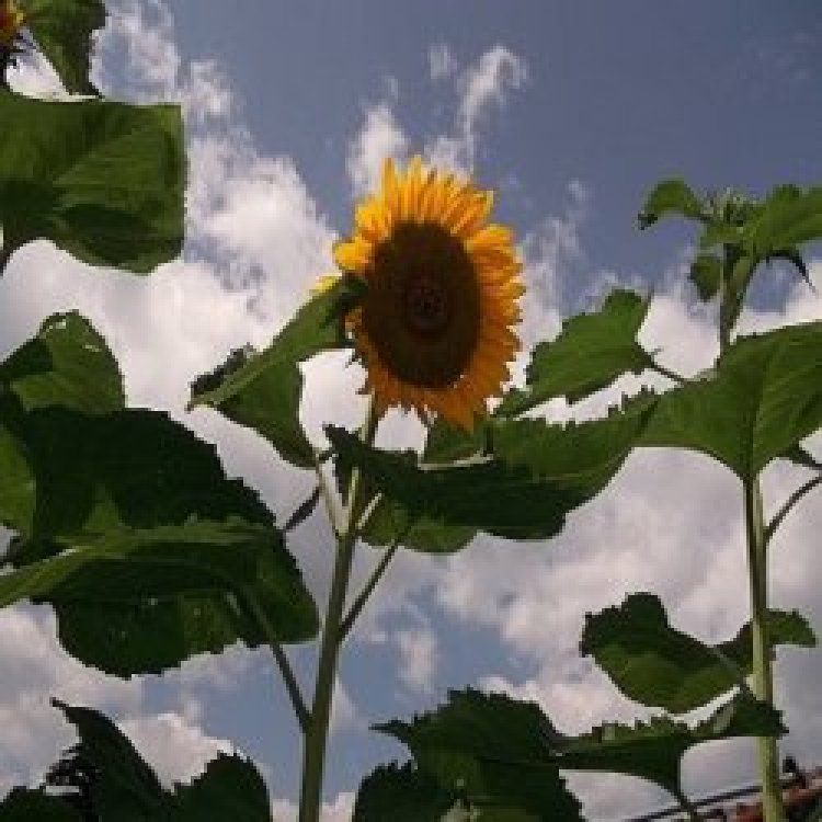 ど根性ひまわり（東北復興）にはげまされて