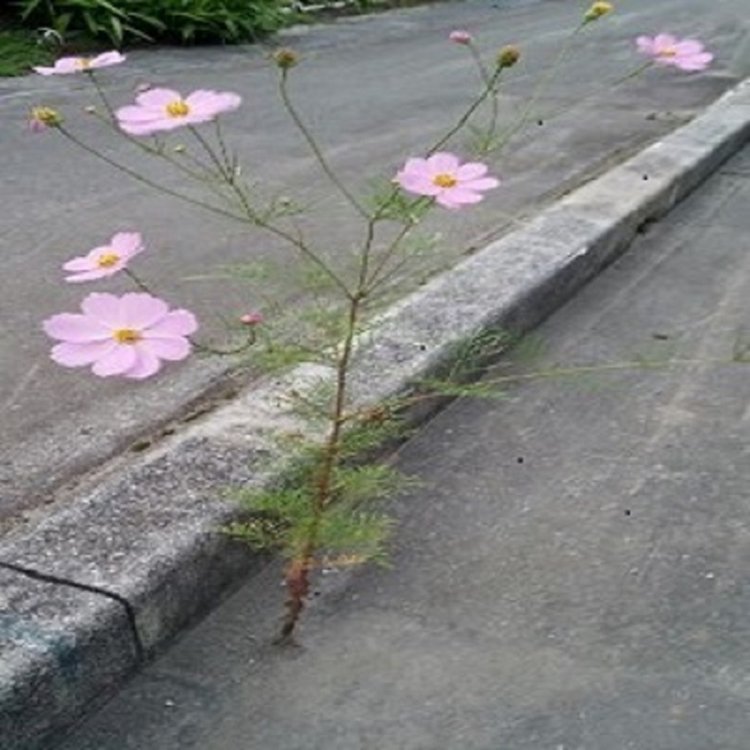 コンクリートから咲いた秋桜姫