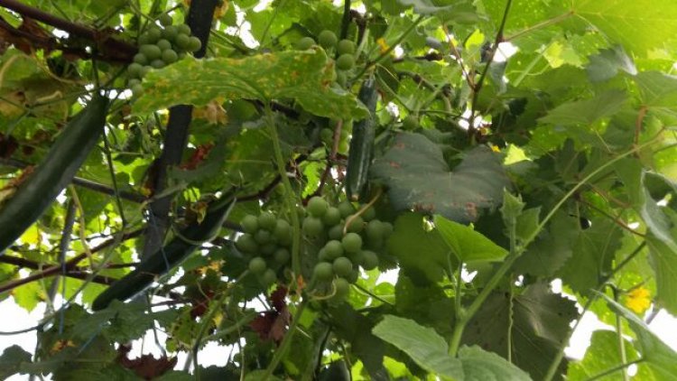 ぶどう＆きゅうりのコラボレーション