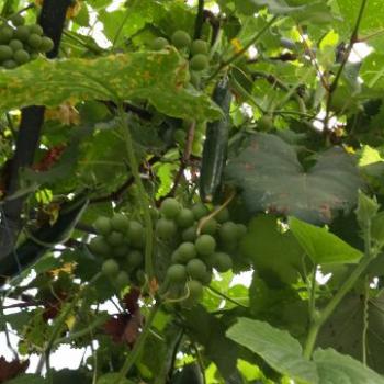 ぶどう＆きゅうりのコラボレーション