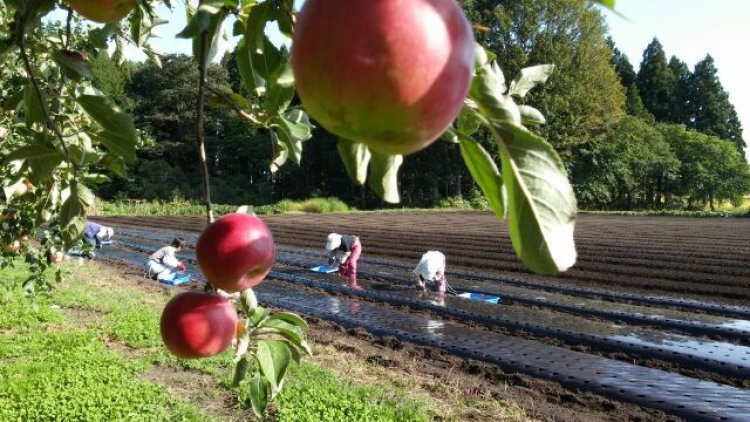 にんにくの植えつけ作業が終わった～