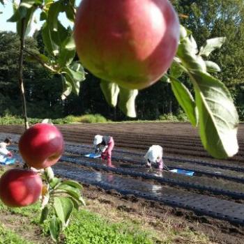 にんにくの植えつけ作業が終わった～