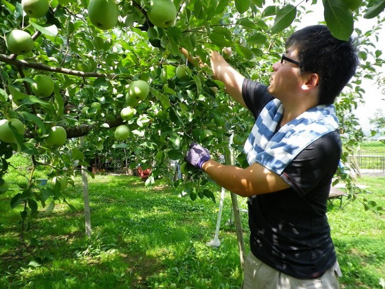 こだわりの葉取らず栽培りんご-花さんの果樹園-HARVEST MARKET参加しました！