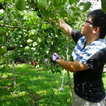 こだわりの葉取らず栽培りんご-花さんの果樹園-HARVEST MARKET参加しました！