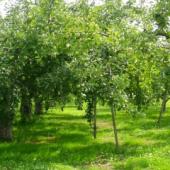 花さんの果樹園 花さんの果樹園