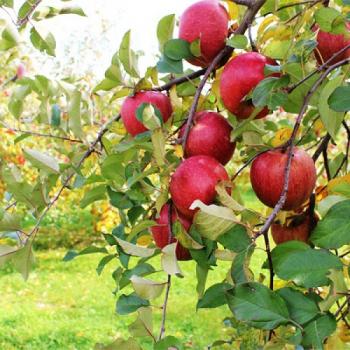 葉取らずサンふじ