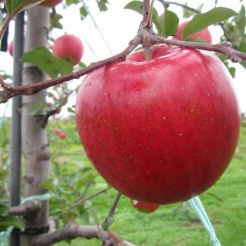 シナノスイート