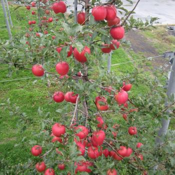 栽培のこだわり