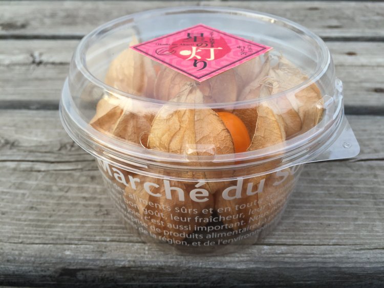 ほおずき収穫真っ最中