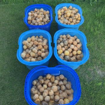 フルーツほおずき収穫‼︎ フルーツほおずき収穫‼︎