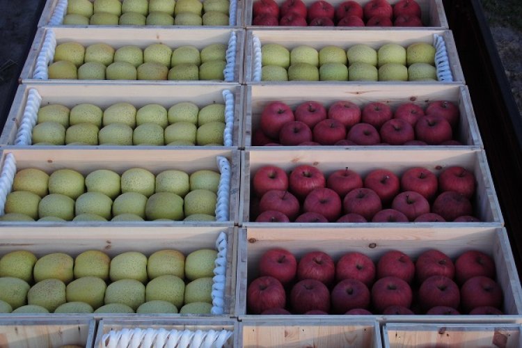 いっちゃん林檎農園のりんご・リンゴ加工品の販売のお知らせ