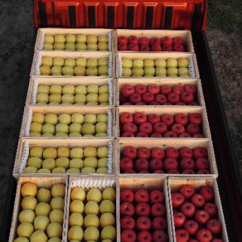 いっちゃん林檎農園のりんご・リンゴ加工品の販売のお知らせ