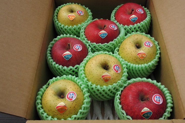 弘大藤崎農場でのチュウリップフェスティバルに参加