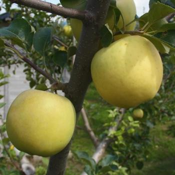 いっちゃん林檎農園の林檎（極早生品種・メルシー）紹介