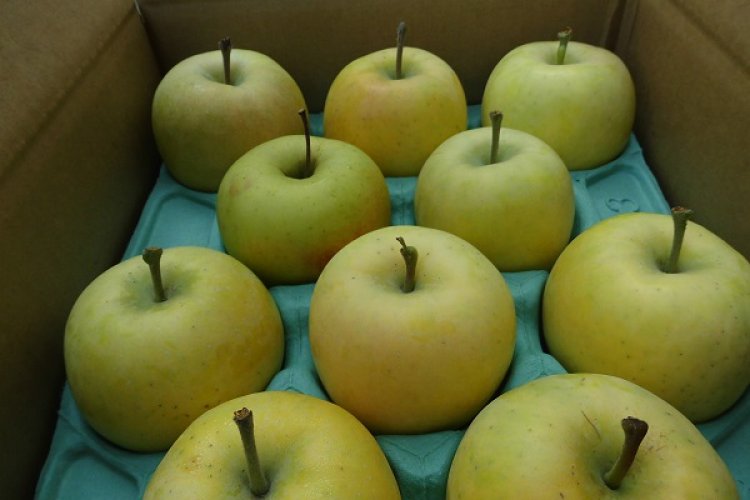 26年度産　ふじと王林の詰め合わせ(スマートフレッシュ処理)販売終了