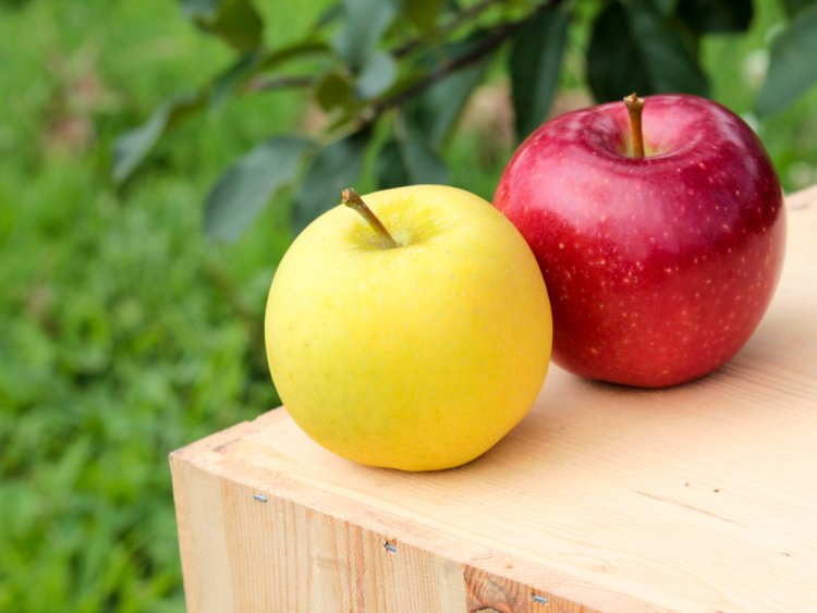 いっちゃん林檎農園の極早生品種メルシーと恋空