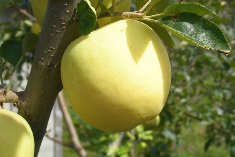 極早生品種恋空とメルシー先行予約販売受付中。