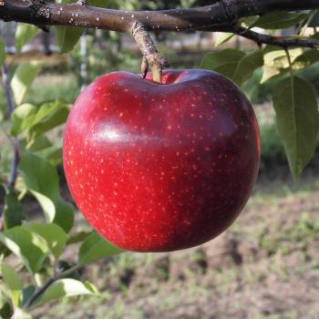 極早生品種恋空とメルシー先行予約販売受付中。 極早生品種恋空とメルシー先行予約販売受付中。