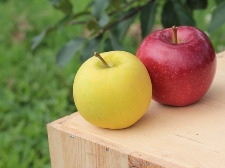 9月上旬収穫予定のサンつがる先行予約販売受付中！