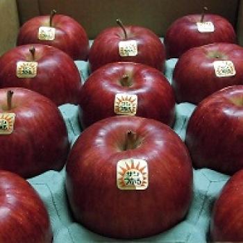 9月上旬収穫予定のサンつがる先行予約販売受付中! 9月上旬収穫予定のサンつがる先行予約販売受付中!