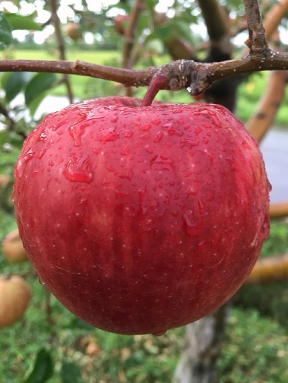 「サンつがる」　いっちゃん林檎農園＆古川家コラボショップで・・・！