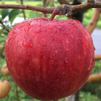 「サンつがる」　いっちゃん林檎農園＆古川家コラボショップで・・・！