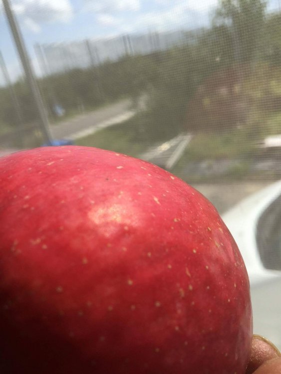 弘前ふじのご予約開始！