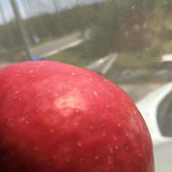 弘前ふじのご予約開始! 弘前ふじのご予約開始!