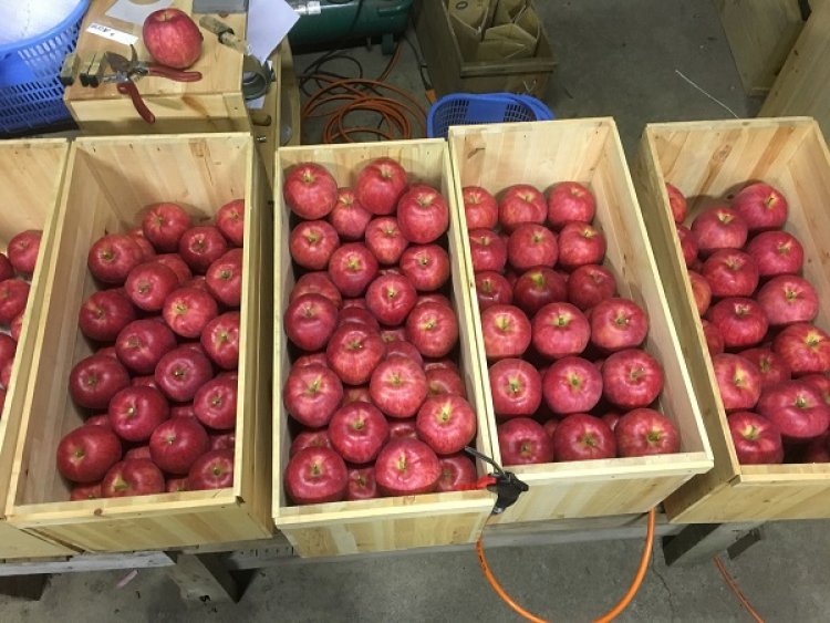 いっちゃん林檎農園のジョナゴールドの予約販売を開始してます。