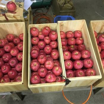 いっちゃん林檎農園のジョナゴールドの予約販売を開始してます。 いっちゃん林檎農園のジョナゴールドの予約販売を開始してます。