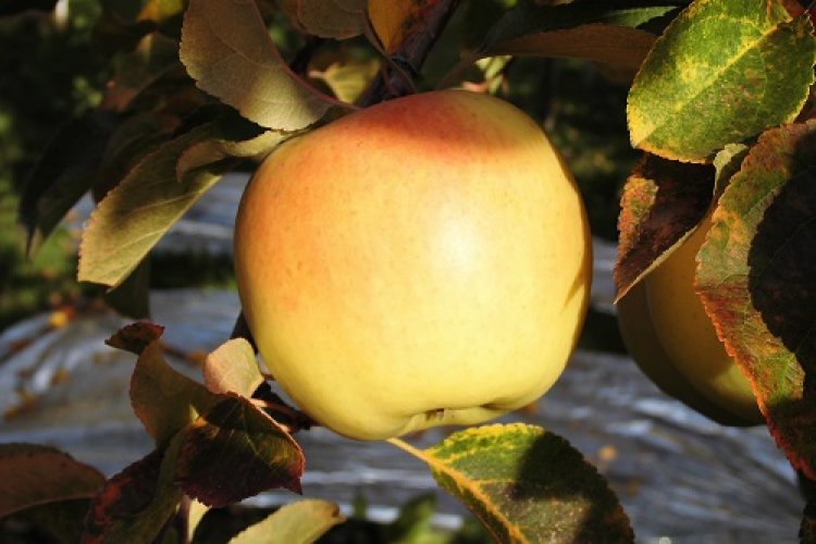 いよいよ、ぐんま名月の収穫を開始！